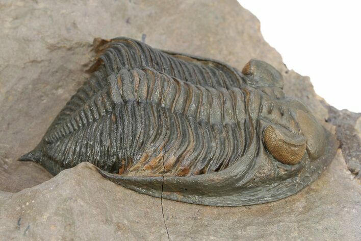 Gorgeous Zlichovaspis Trilobite - Orange Eyes #301715